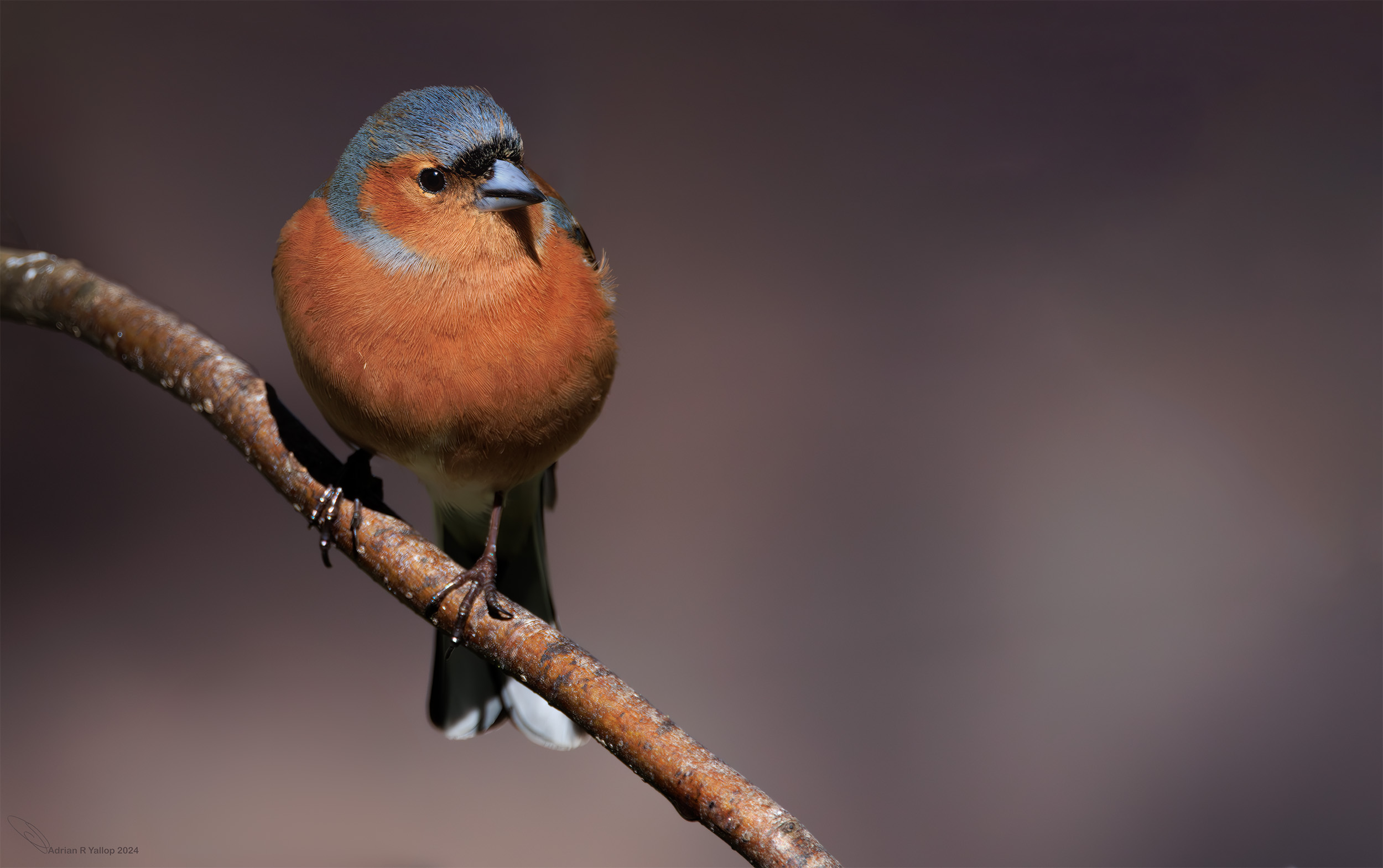 Fringilla coelebs male Chaffinch breeding plumage